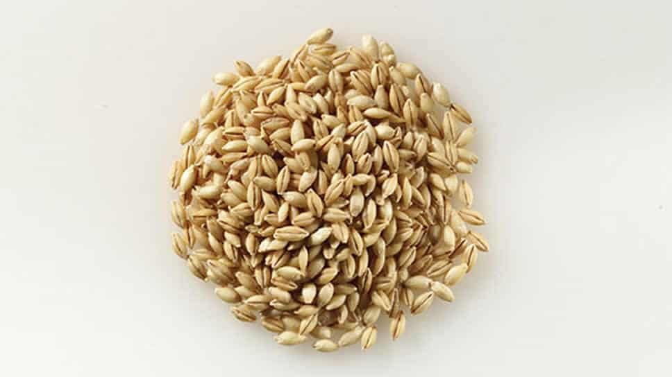 Barley (Malting)