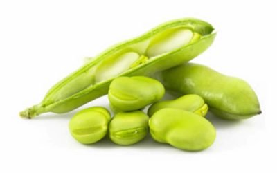 Broad Beans (Large Green)
