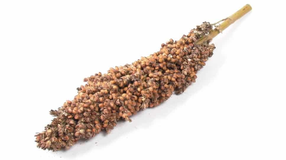 sorghum